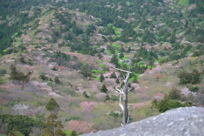 太鼓岩からの山桜