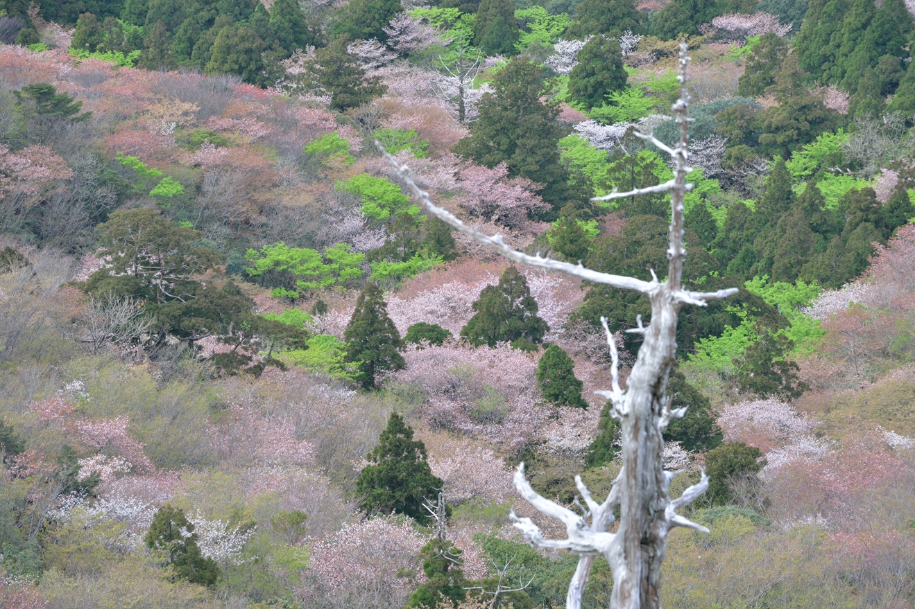 山桜と新緑の太鼓岩