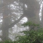 霧の夫婦杉