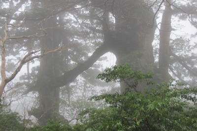 霧の夫婦杉