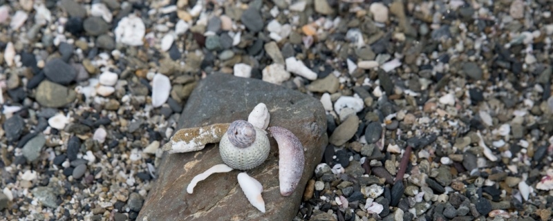 貝殻で作ったウミガメ